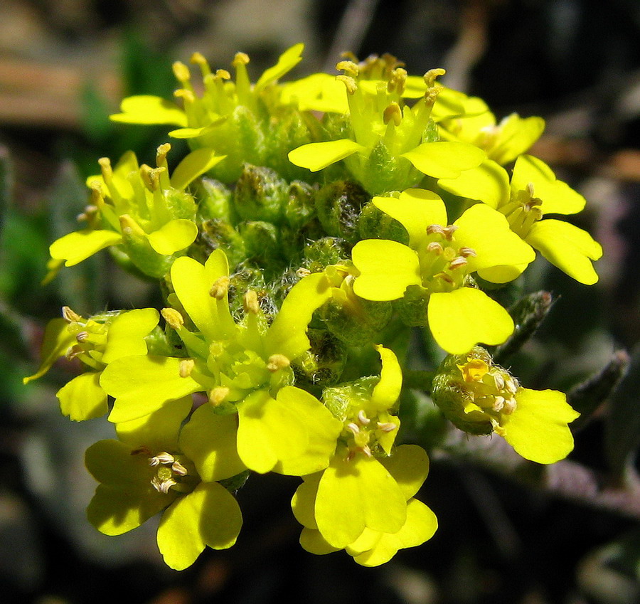 Odontarrhena bertolonii (=Alyssum bertolonii) / Alisso di Bertoloni